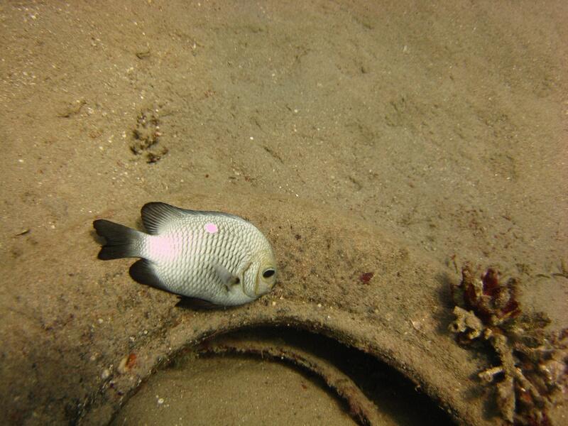 Damselfish